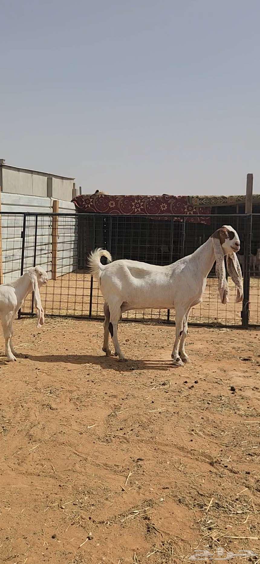 عنز هولندية بيضاء طيبة وجرم تحتها تيسين63074171998337110