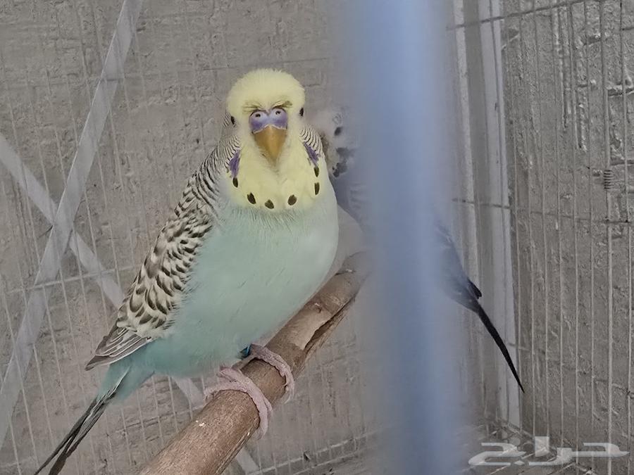 Jooz Badji63072093118338111