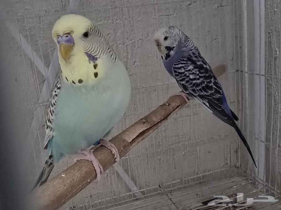 جوز بادجي630720931183381114