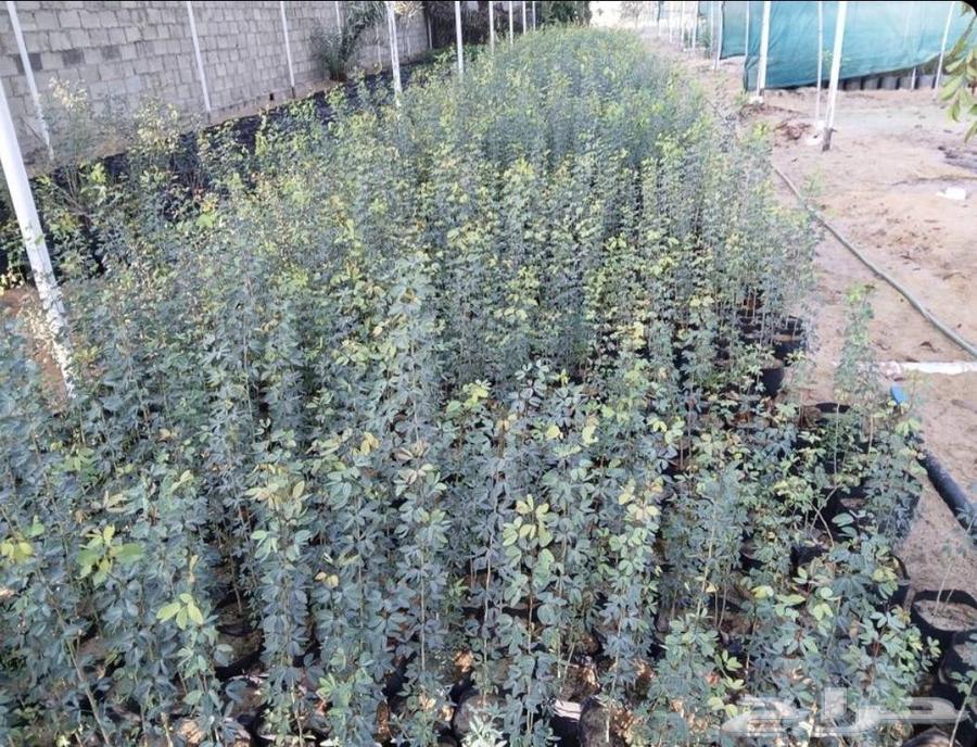 Indian almond seedlings (the taste will be sweet on condition)630725142144011116