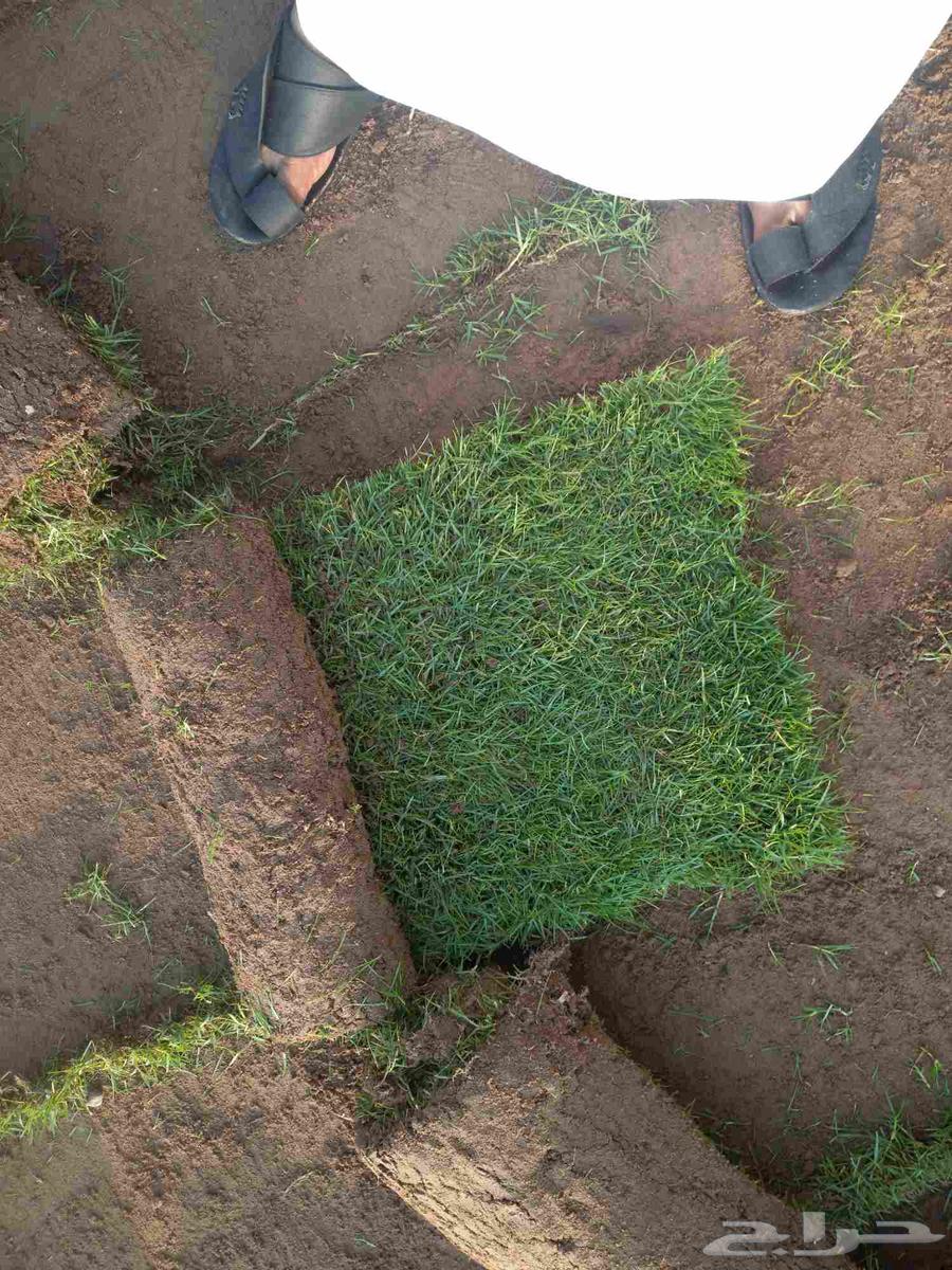 Natural grass of excellent quality for cultivation630720779633931118