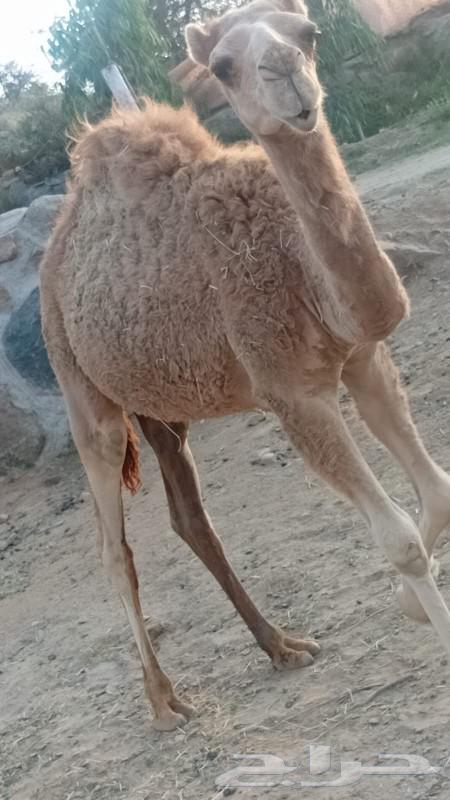 حاشي للبيع63071717279745111