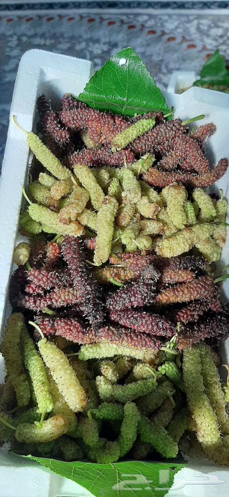 Redcurrant Kashmiri problem fresh63071684154369112
