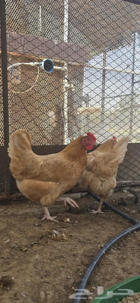 طقم دجاج تركي63072498403970111