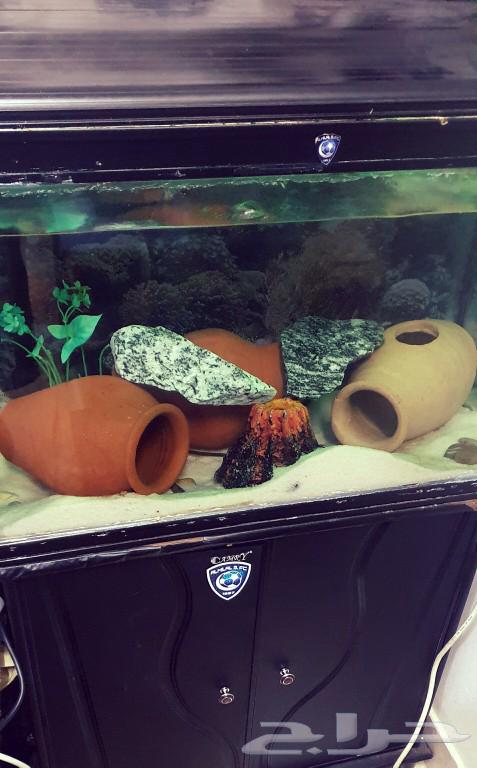 Fish tank for sale63072493465474111