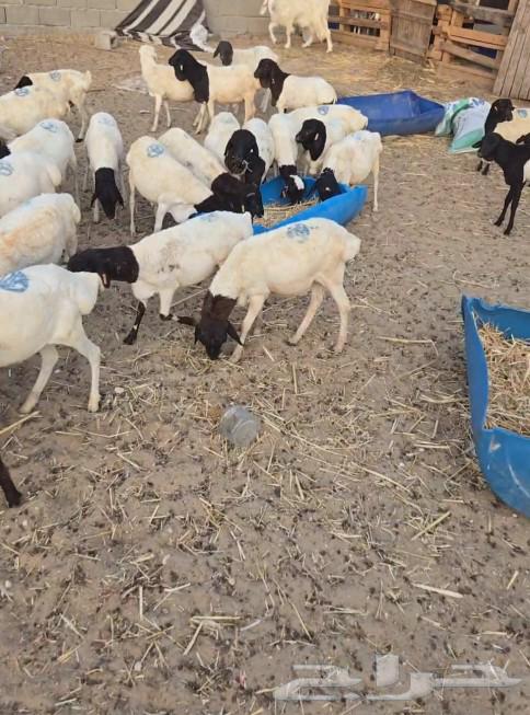 عرض اليوم طليان بربري ب 650 ريال63073377349763111