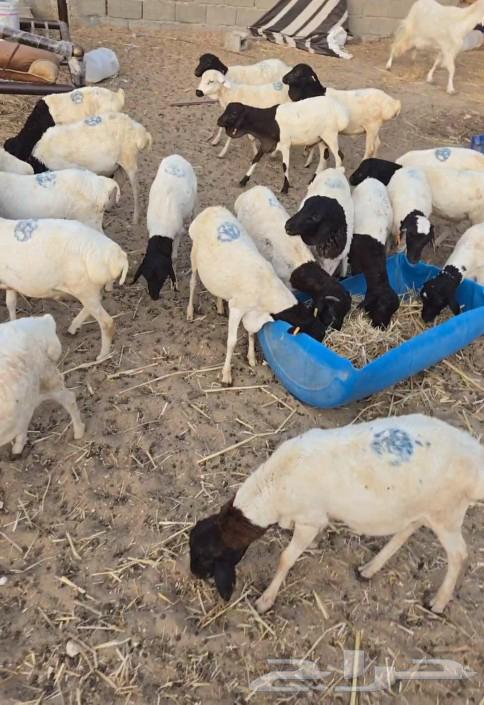 عرض اليوم طليان بربري ب 650 ريال63073377349763116
