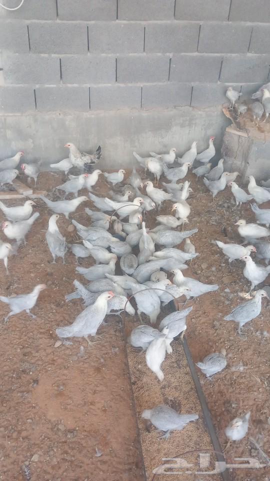 يوجد لدينا ديوك لبيع اعمار شهرين وشهرين ونصف63470202184833112