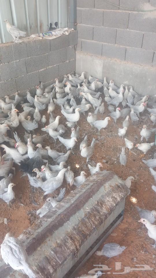 يوجد لدينا ديوك لبيع اعمار شهرين وشهرين ونصف63470202184833111