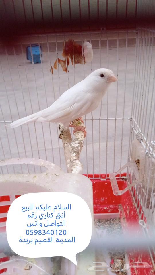 للبيع أنثى كناري رقم التواصل واتس   المدينة القصيم63071319318019119