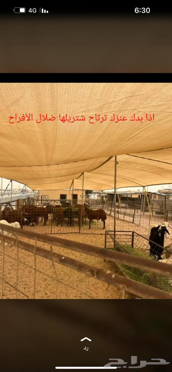 مضلات حلال للبيع63072519439489113