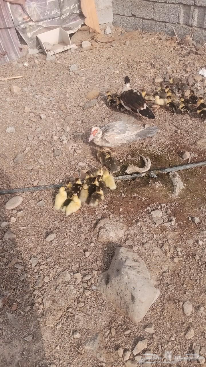 بطتين معاهم تقريب40 للبيع630716898543381112
