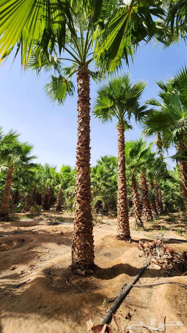 Dammam nurseries Washingtonia63070503171714112