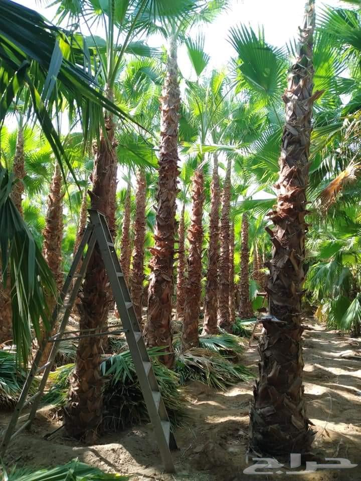 Dammam nurseries Washingtonia630705031717141120