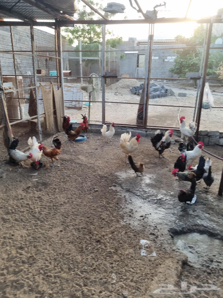 ديوك ودجاج63470202303619112