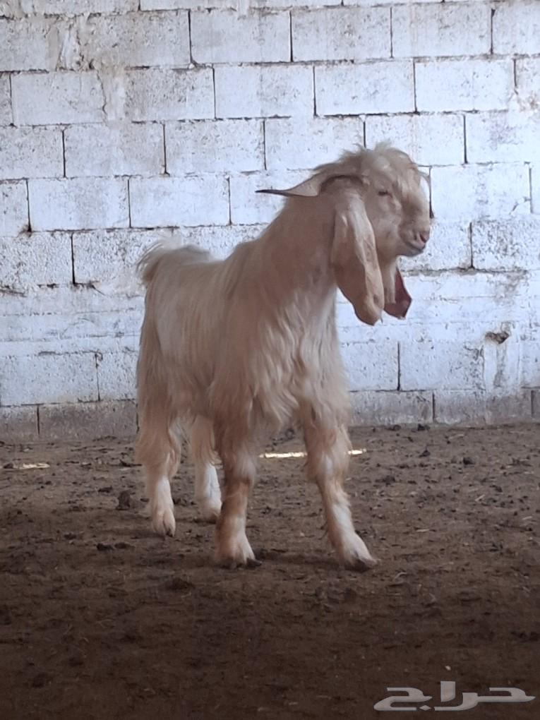 تيس عارضي أبيض سنه جذع63072488502659111