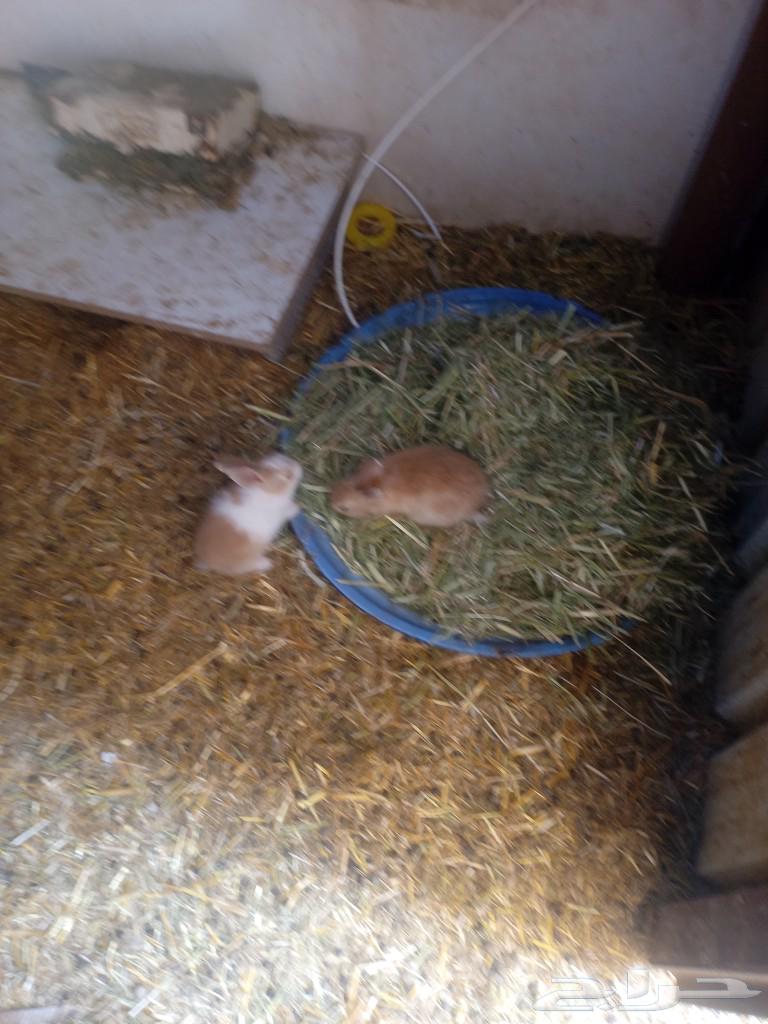 Rabbits for sale63072093166594111