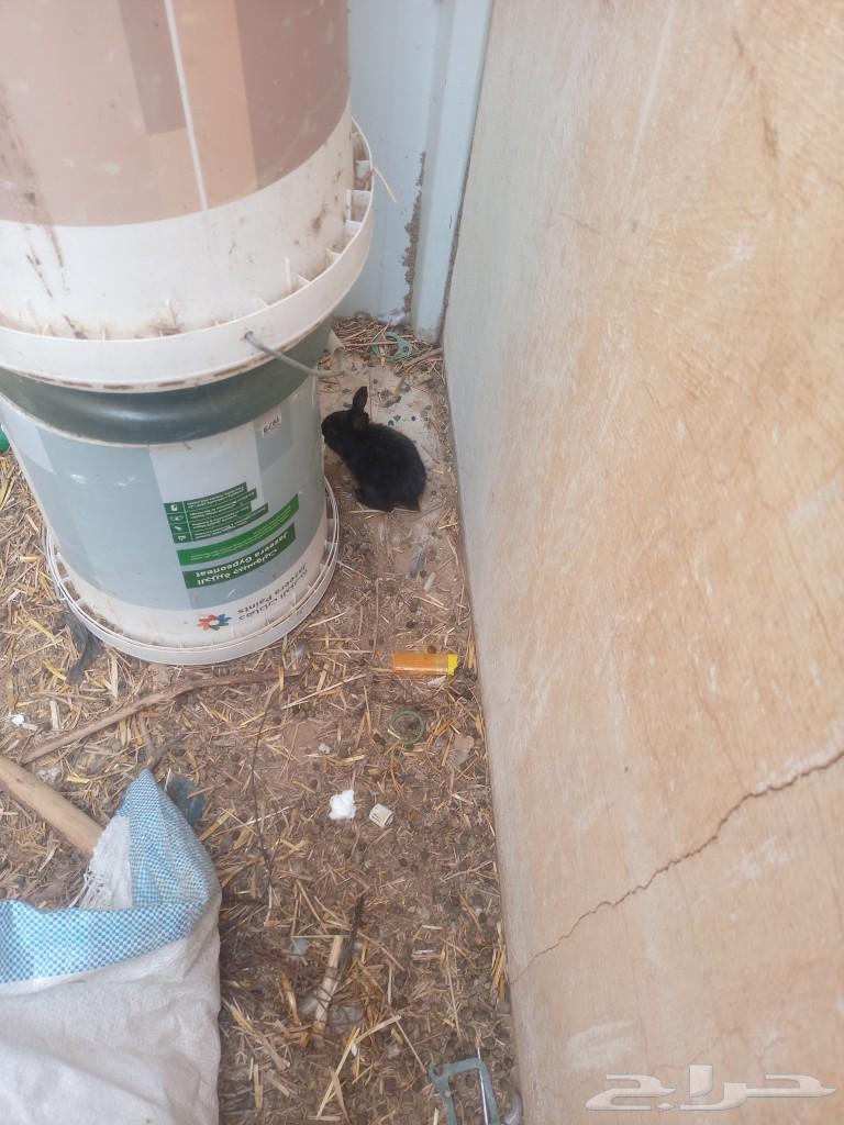 Rabbits for sale63072093166594112