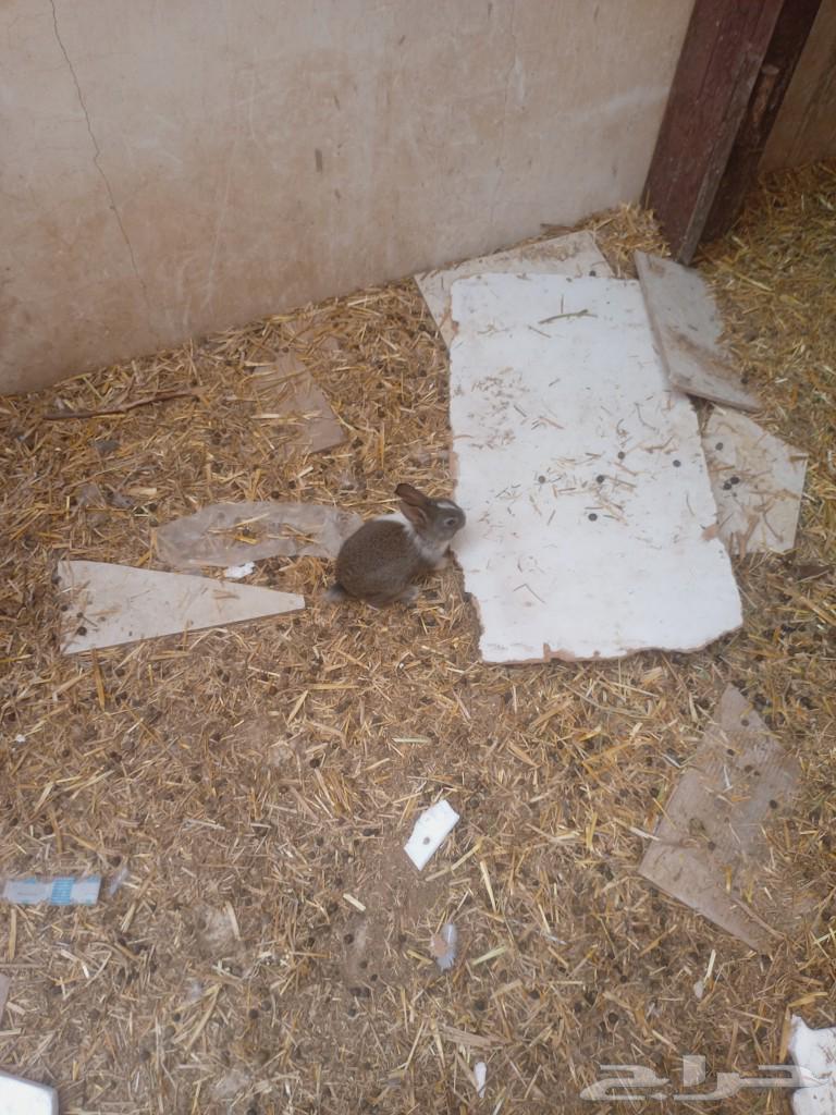 Rabbits for sale63072093166594113