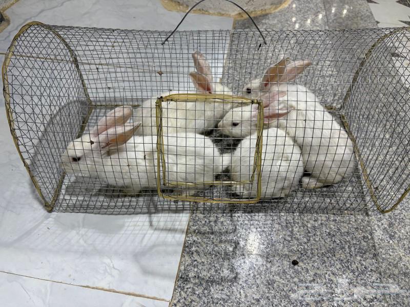 Sales rabbits630709137579531124