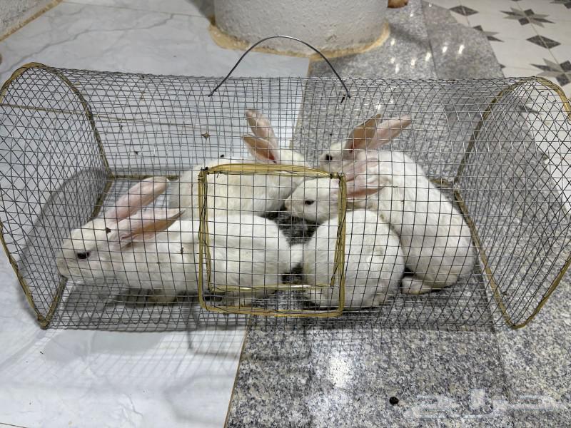 Sales rabbits63070913757953111