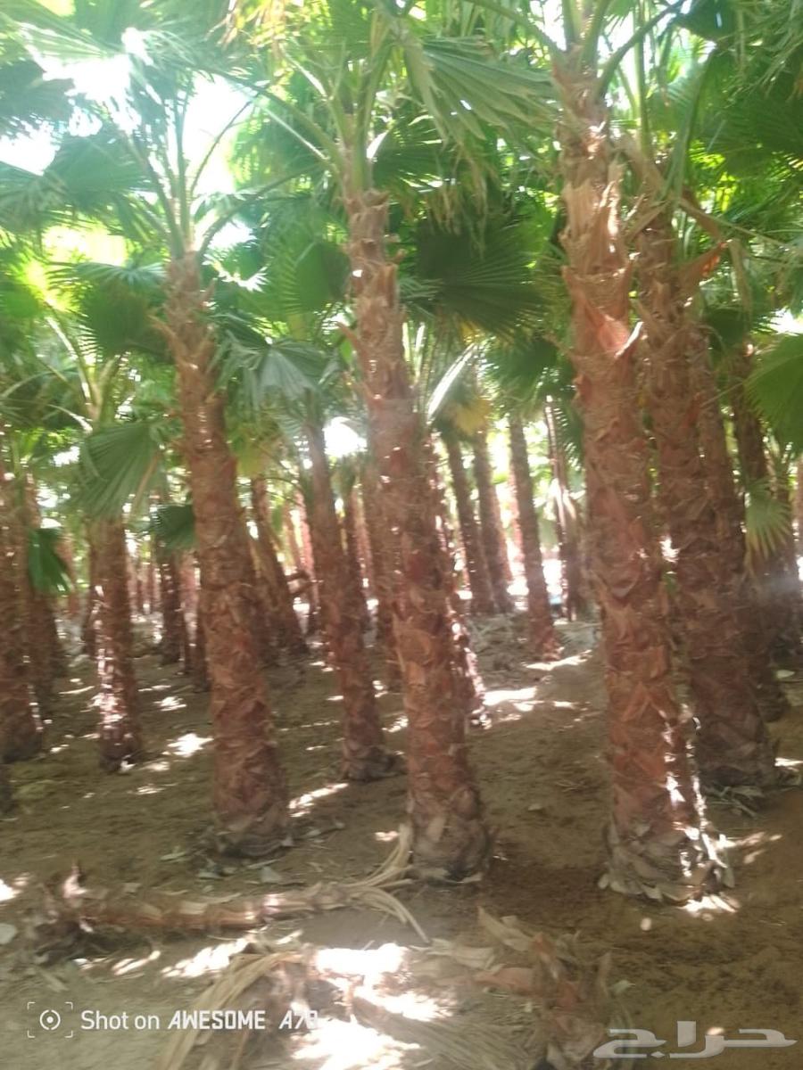 Dammam nurseries Washingtonia63070503171714111