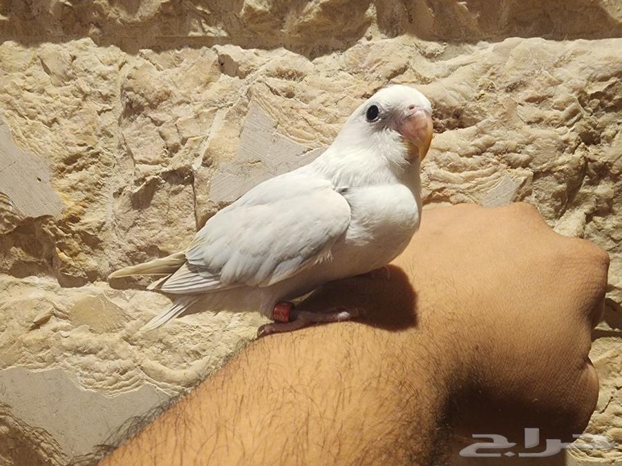 للبيع روز أليف نهاية غر (الموقع سيهات) (تم البيع)63067569944579112