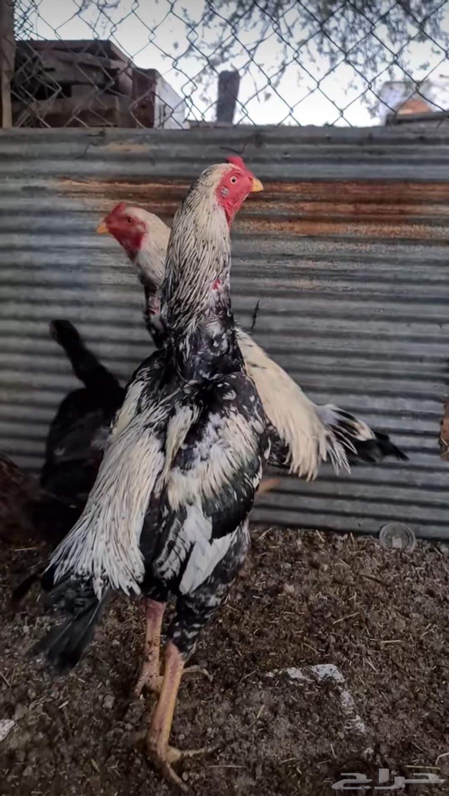 Pakistani Chicken Sauce for sale63069257886977114