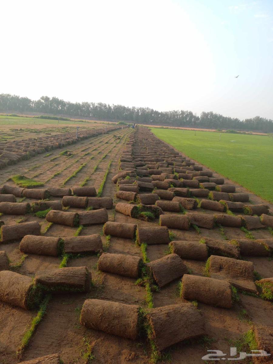 C 2000 lawn, Spanish origin630701268442891119