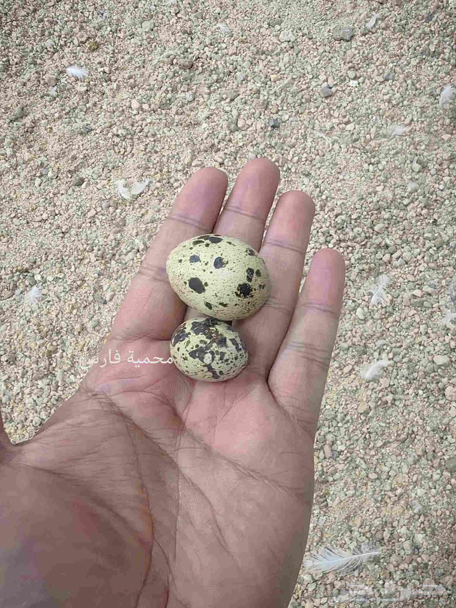Giant Texas quail eggs63070081831043111