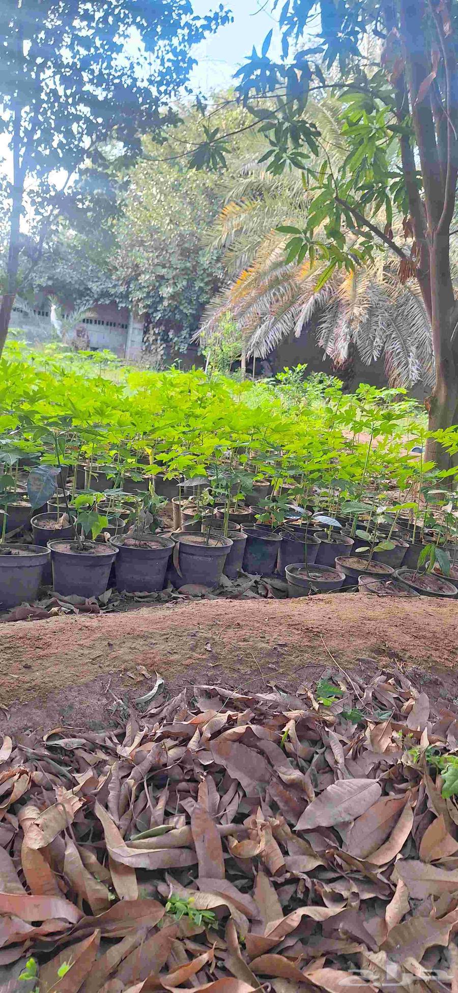 Papaya seedlings, my original local ones from Al-Khwar farms63069659613315111