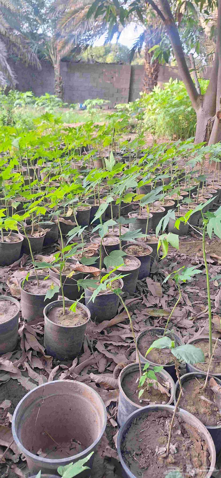 Papaya seedlings, my original local ones from Al-Khwar farms63069659613315113