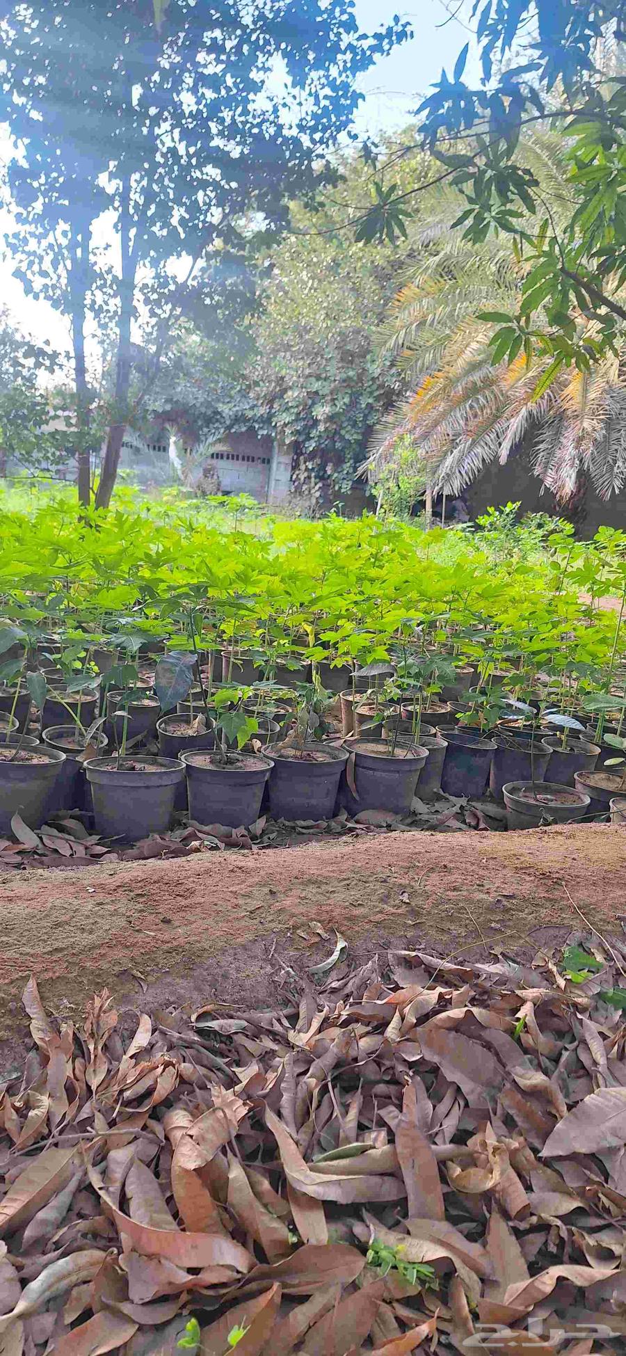 Papaya seedlings, my original local ones from Al-Khwar farms63069659613315112
