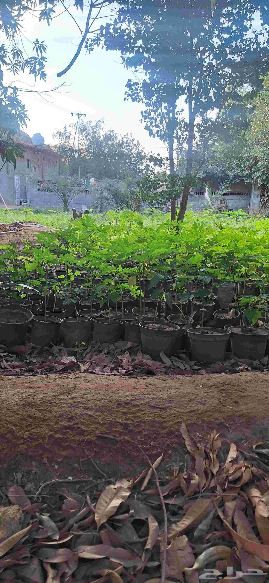 Papaya seedlings, my original local ones from Al-Khwar farms63069659613315114