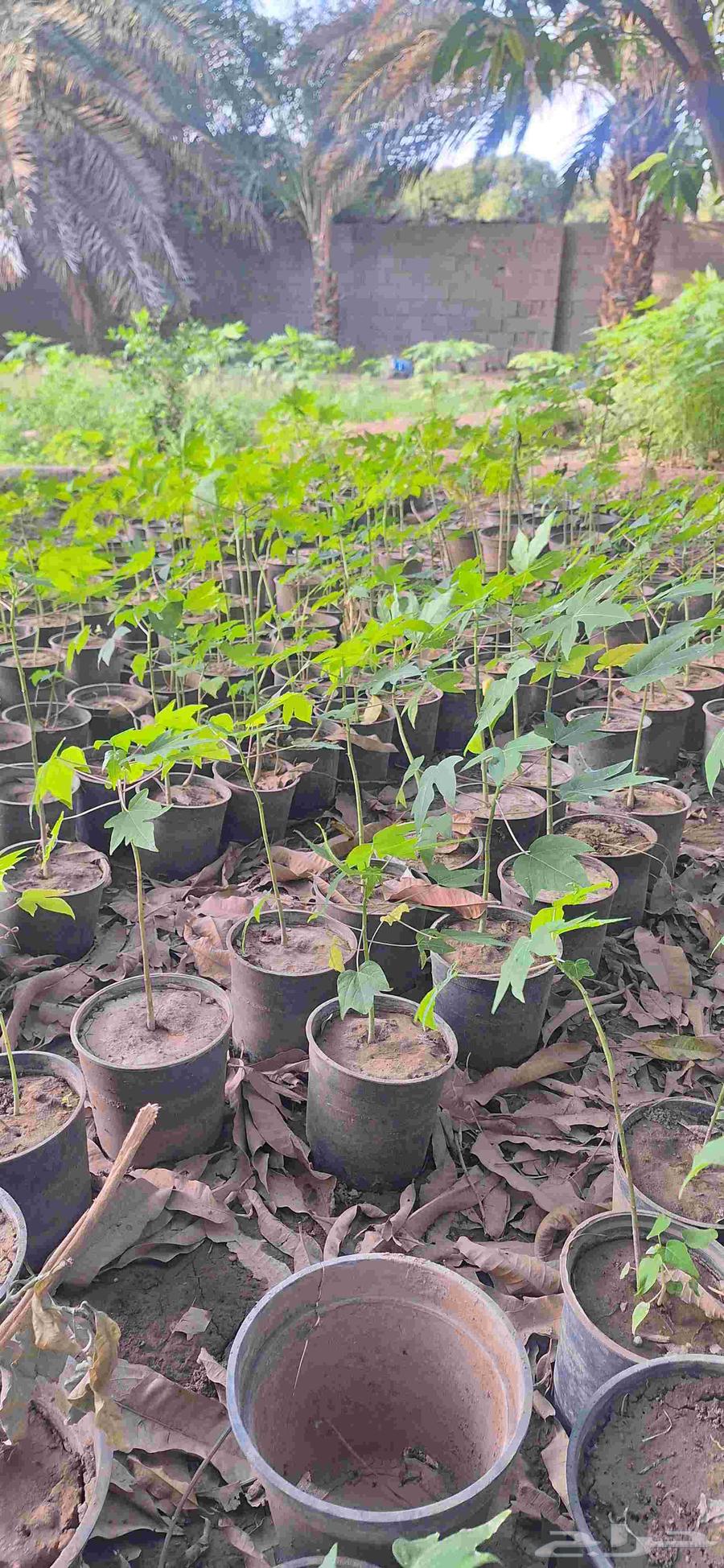 Papaya seedlings, my original local ones from Al-Khwar farms630696596133151120