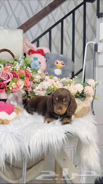 Dachshunds with long hair are available for immediate import.63067997695361111