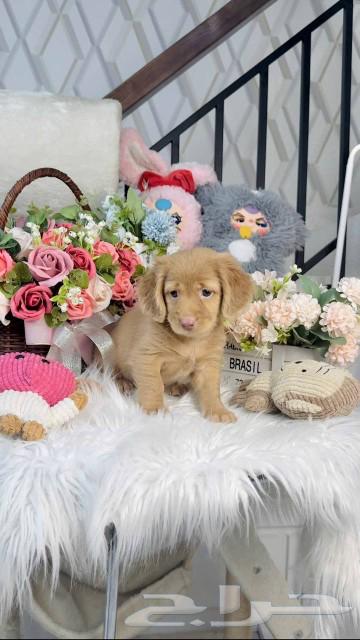 Dachshunds with long hair are available for immediate import.63067997695361113