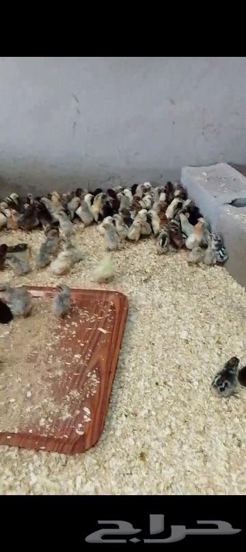 صوص بلدي للبيع630696862734091121