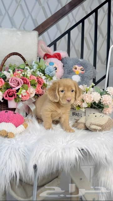 Dachshunds with long hair are available for immediate import.63067997695361114