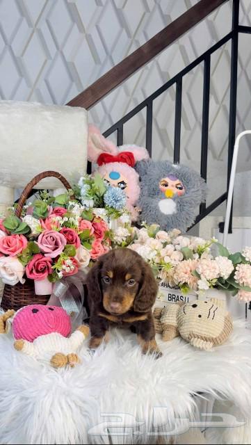 Dachshunds with long hair are available for immediate import.63067997695361112