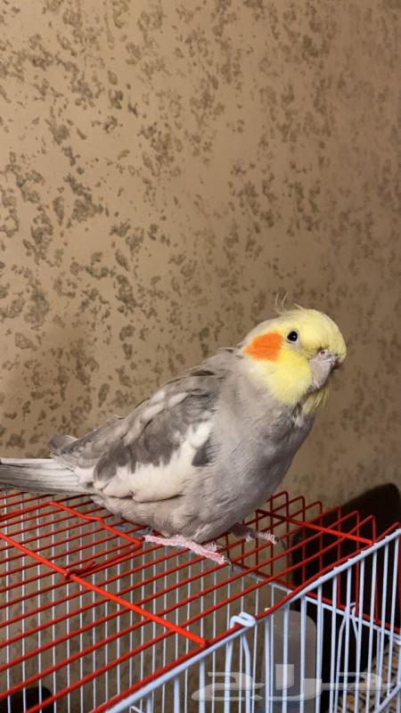 Birds630692268769301125