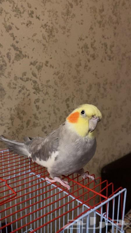 Birds63069226876930112