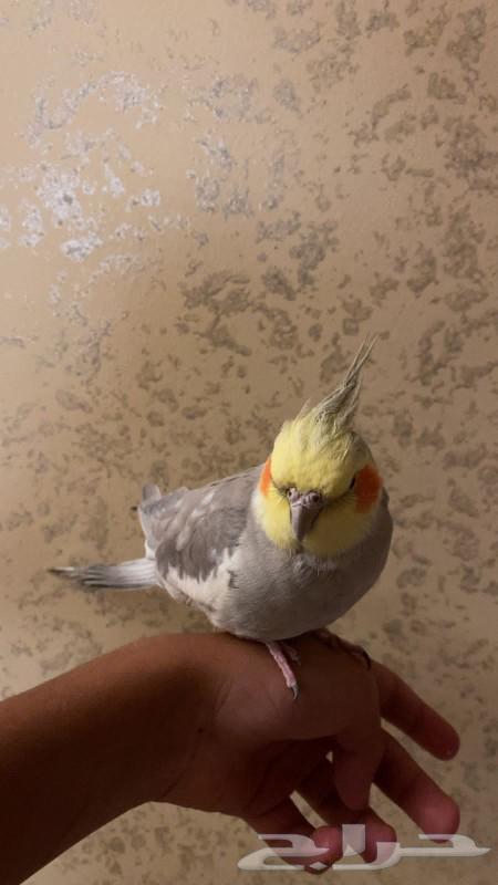 Birds63069226876930111