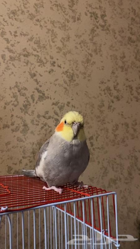 Birds63069226876930114