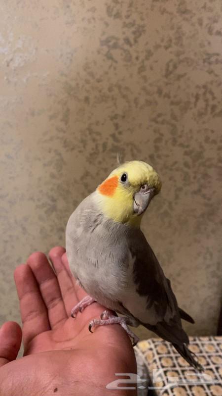 Birds63069226876930113