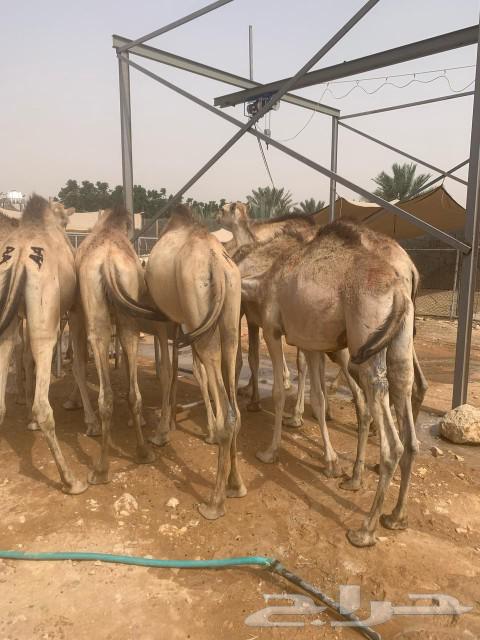 قعدان صومالية نخب اول لحم ابيض مناسبة للعزايم والاعراس63470204350467113