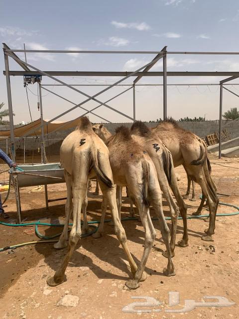 قعدان صومالية نخب اول لحم ابيض مناسبة للعزايم والاعراس63470204350467111