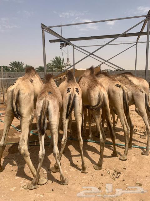 قعدان صومالية نخب اول لحم ابيض مناسبة للعزايم والاعراس63470204350467112