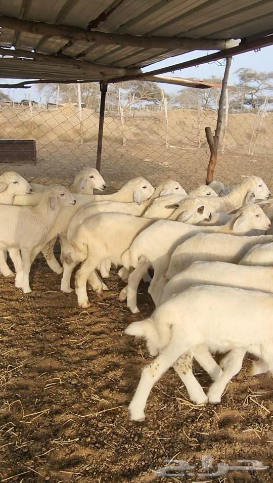 بهم تربية حري طليان نظيف(تم البيع)63068387014275114