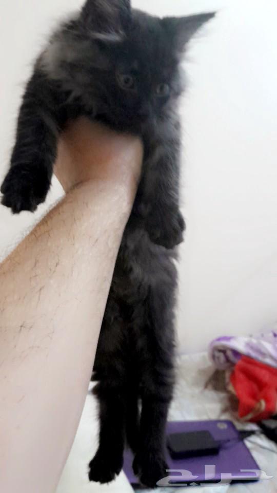 Shirazi male cat63070949998979111